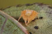 juveniele kruisspin (araneus diadematus) 3-2012 5315